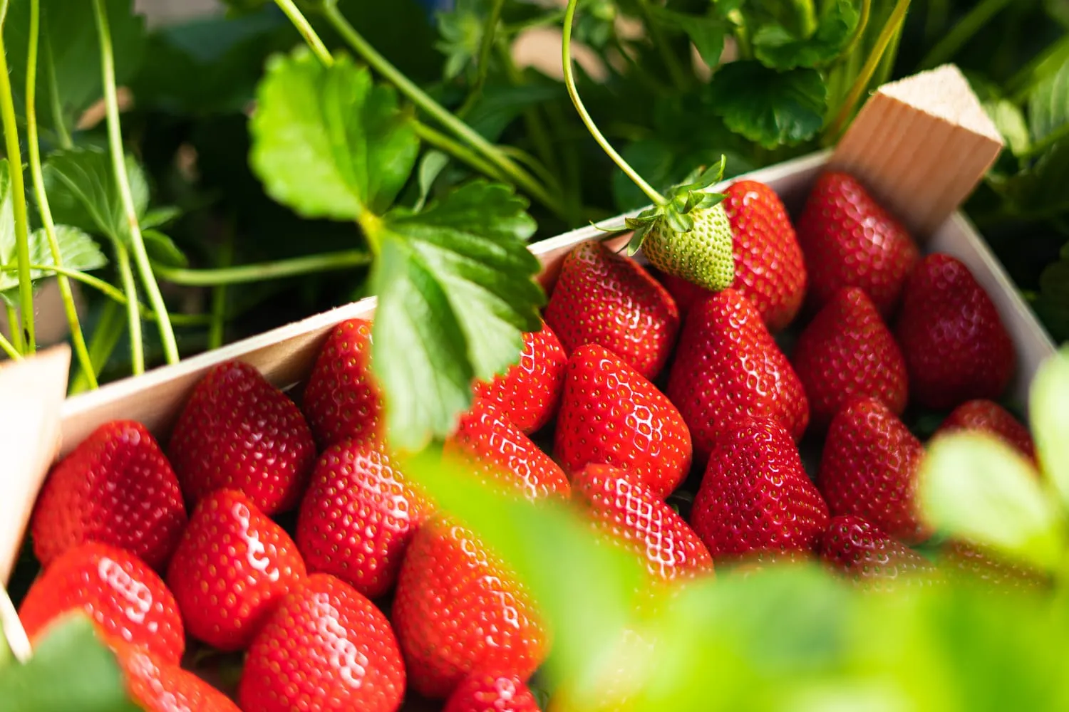 Fresas recién recogidas en una caja de madera, entre las matas del campo, a contraluz