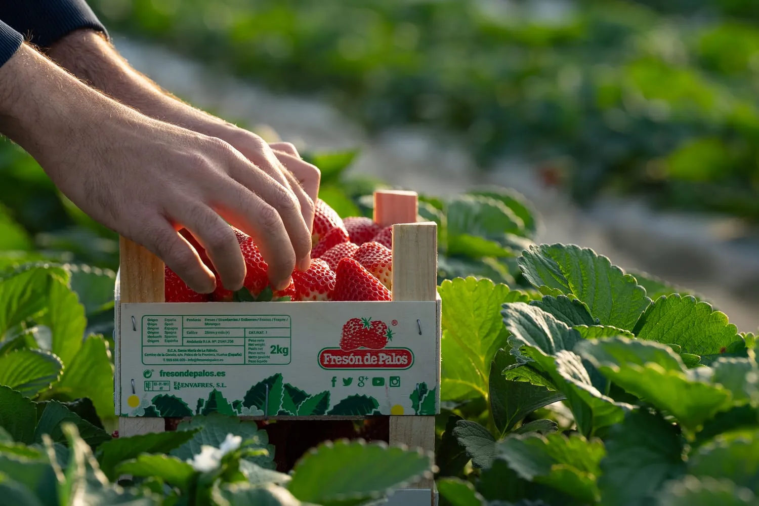 Una mano coloca fresas en una caja de madera de Fresón de Palos en el campo