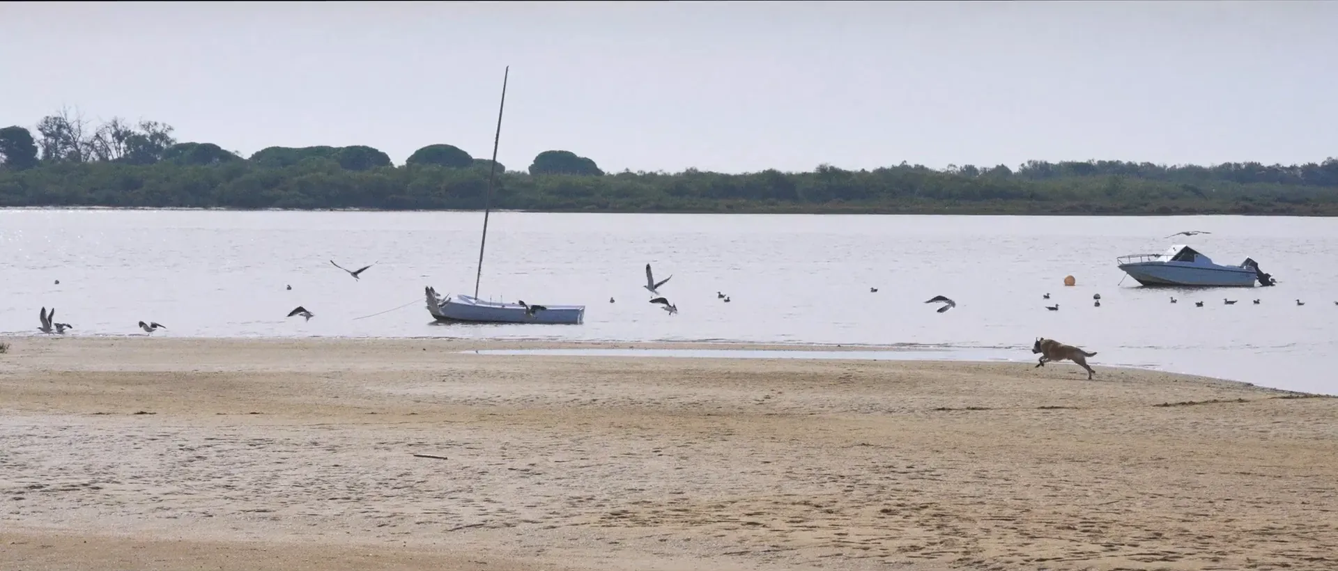 Un banco de arena sin nadie, con un velero fondeado, gaviotas en vuelo y un perro corriendo por la orilla.